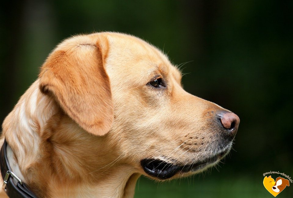 Labradorec - Graviran obesek za psa KOST - 6.80