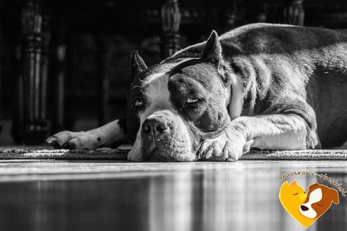 Ameriški staffordshire terier