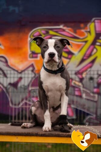 Ameriški staffordshire terier