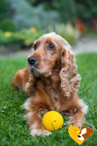 Angleški Koker Španjel