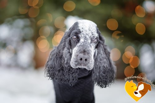 Angleški Koker Španjel - obesek