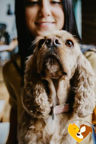 obesek Angleški Koker Španjel