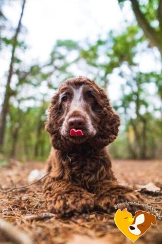 Angleški Koker Španjel