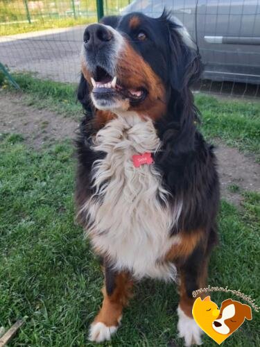 Bernerski planšar Sena obesek kost