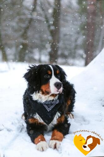 Bernski planšarski pes