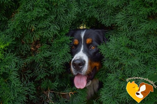 Bernski planšarski pes