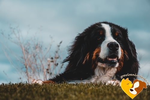 Bernski planšarski pes