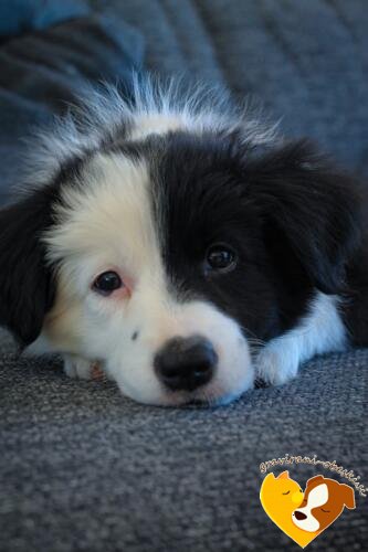 border collie