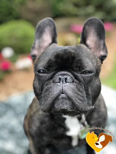 French bulldog