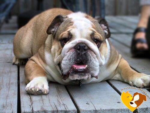 Buldog (Angleški buldog)