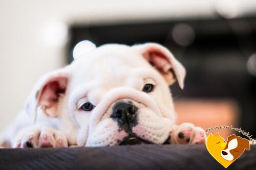 Buldog (Angleški buldog)2