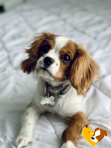 Cavalier King Charles španjel