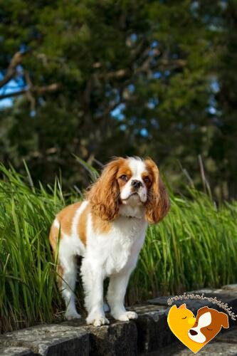 Cavalier King Charles španjel