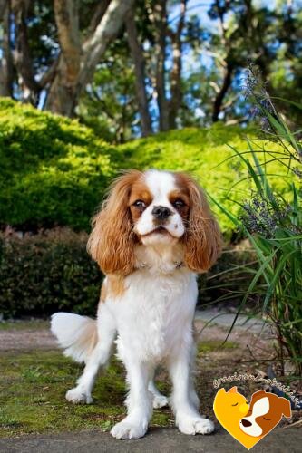 Cavalier King Charles španjel