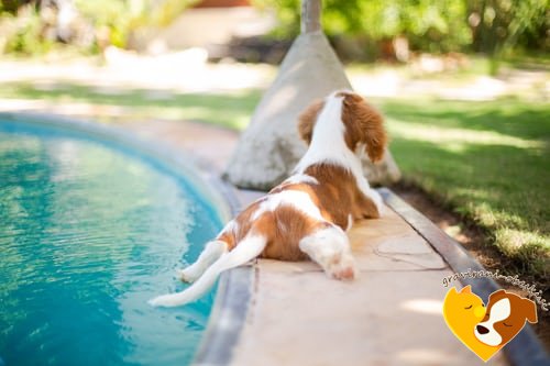 Cavalier King Charles španjel