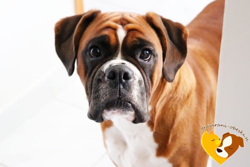 nemški boxer obesek