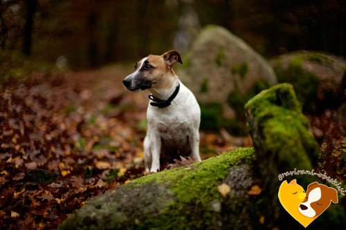 Jack Russell terier