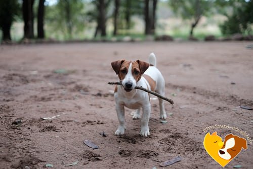 Jack Russell terier