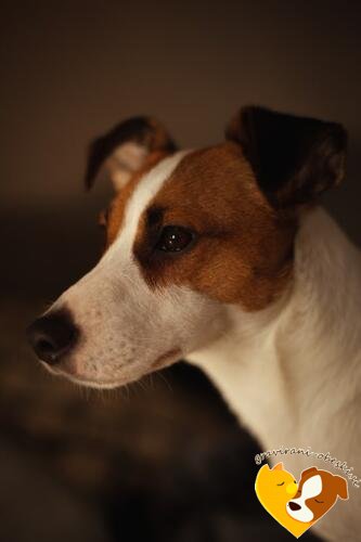 Jack Russell terier
