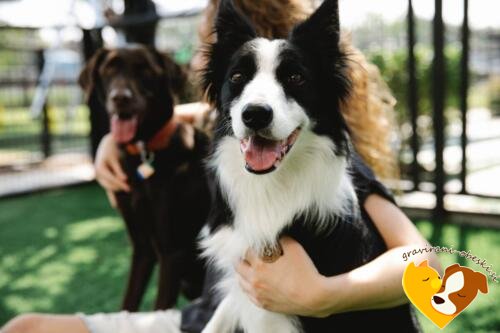 Mejni škotski ovčar (Border Collie)