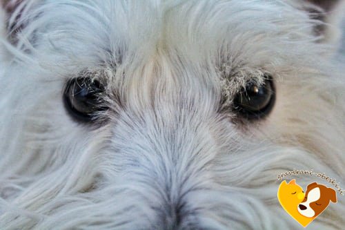 Zahodnovišavski beli terier