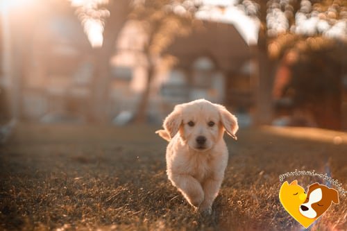 Zlati prinašalec obesek