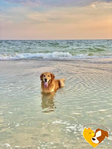 Zlati prinašalec obesek