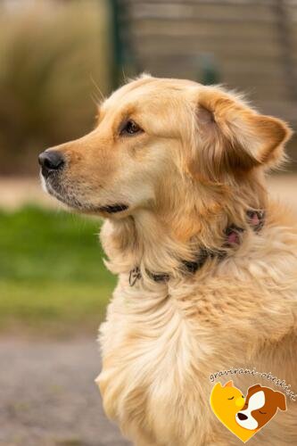 golden retriever obesek
