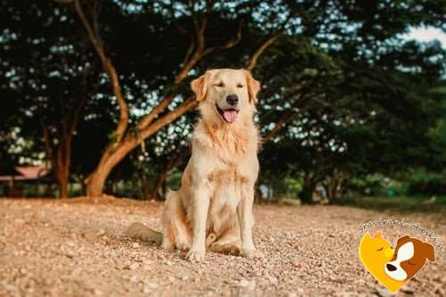 Zlati prinašalec obesek