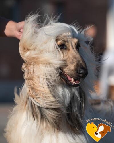 Afghan Hound
