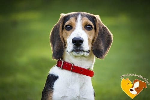 Beagle pes obesek