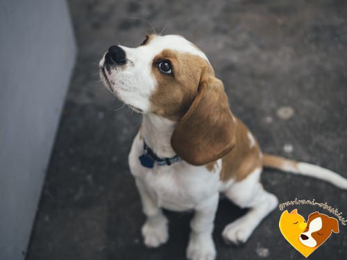 beagle obesek za psa