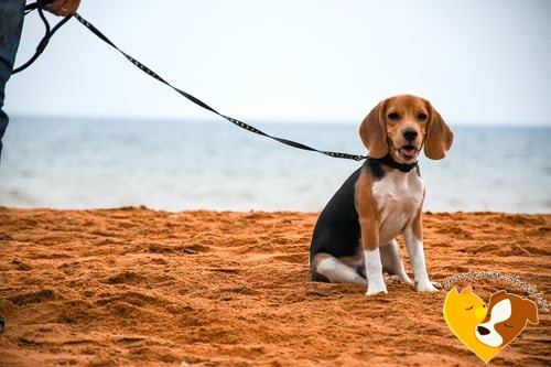 beagle na plaži z obeskom
