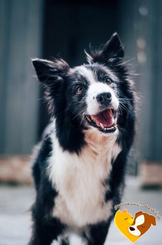 border collie