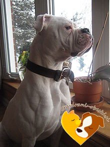 Buldog (Angleški buldog) - Graviran obesek za psa KOST