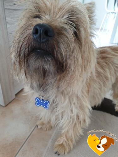 graviran obesek za psa diamant lucky