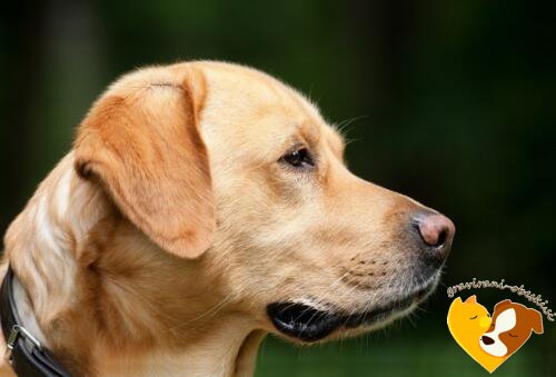 Labradorec obeski za pse