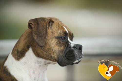 nemški bokser obesek