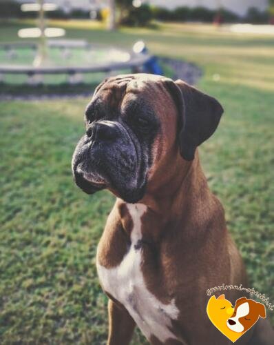 nemški bokser obesek