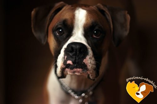 nemški bokser obesek