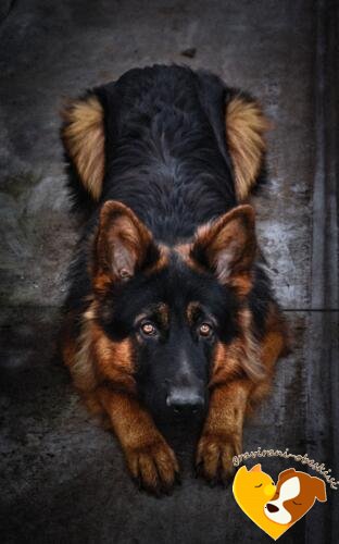 Nemški ovčar obesek