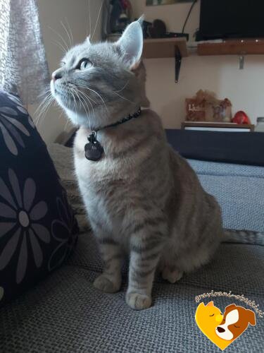 Obesek za mucoTačka Ris