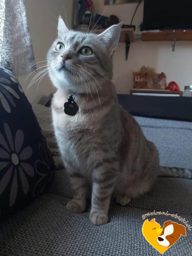 Obesek za mačko Tačka Ris