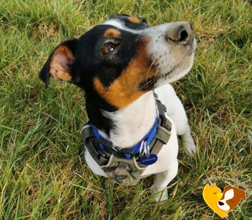 obesek za psa junior