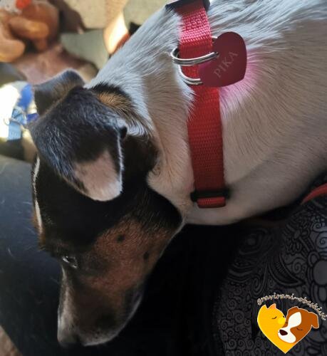 Pika z graviranim obeskom