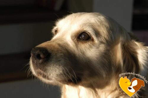 obesek zlati prinašalec