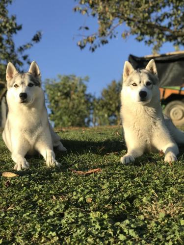 Amor & Perla - obeski za pse