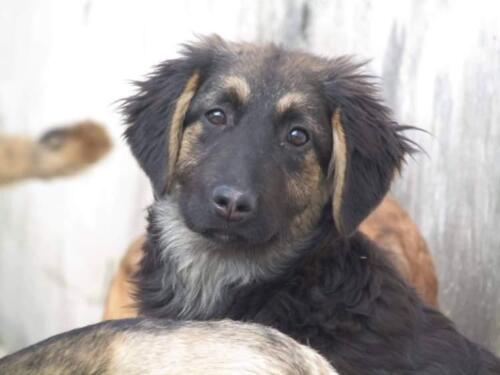 graviran obesek Lupa