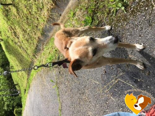 graviran obesek za psa felix kost