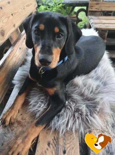 graviran obesek za psa jure